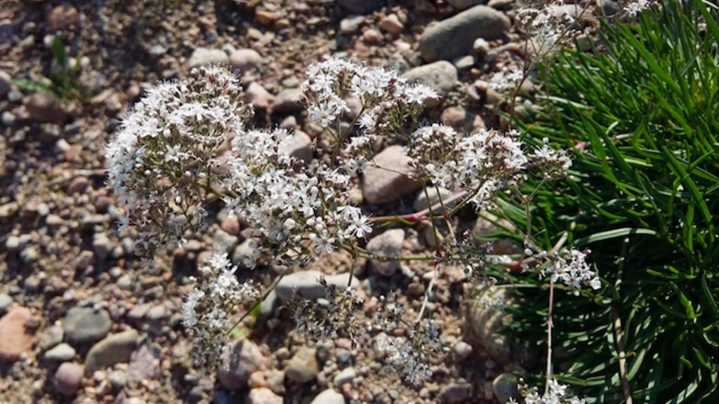 Kangasraunikki (Gypsophila fastigiata) on uhanalainen ja rauhoitettu koko Suomessa.