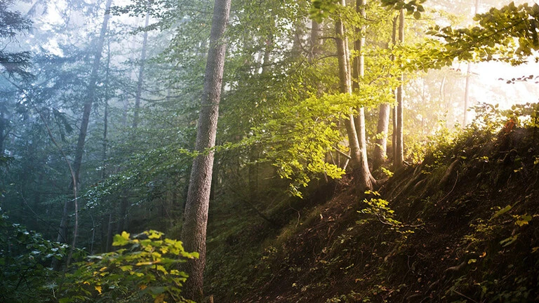 Metsän keskellä ääniympäristö on ihanteellinen
